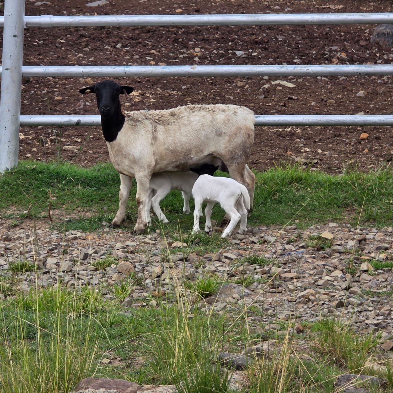 WhatsApp Image 2026-03-28 at 18.22.08