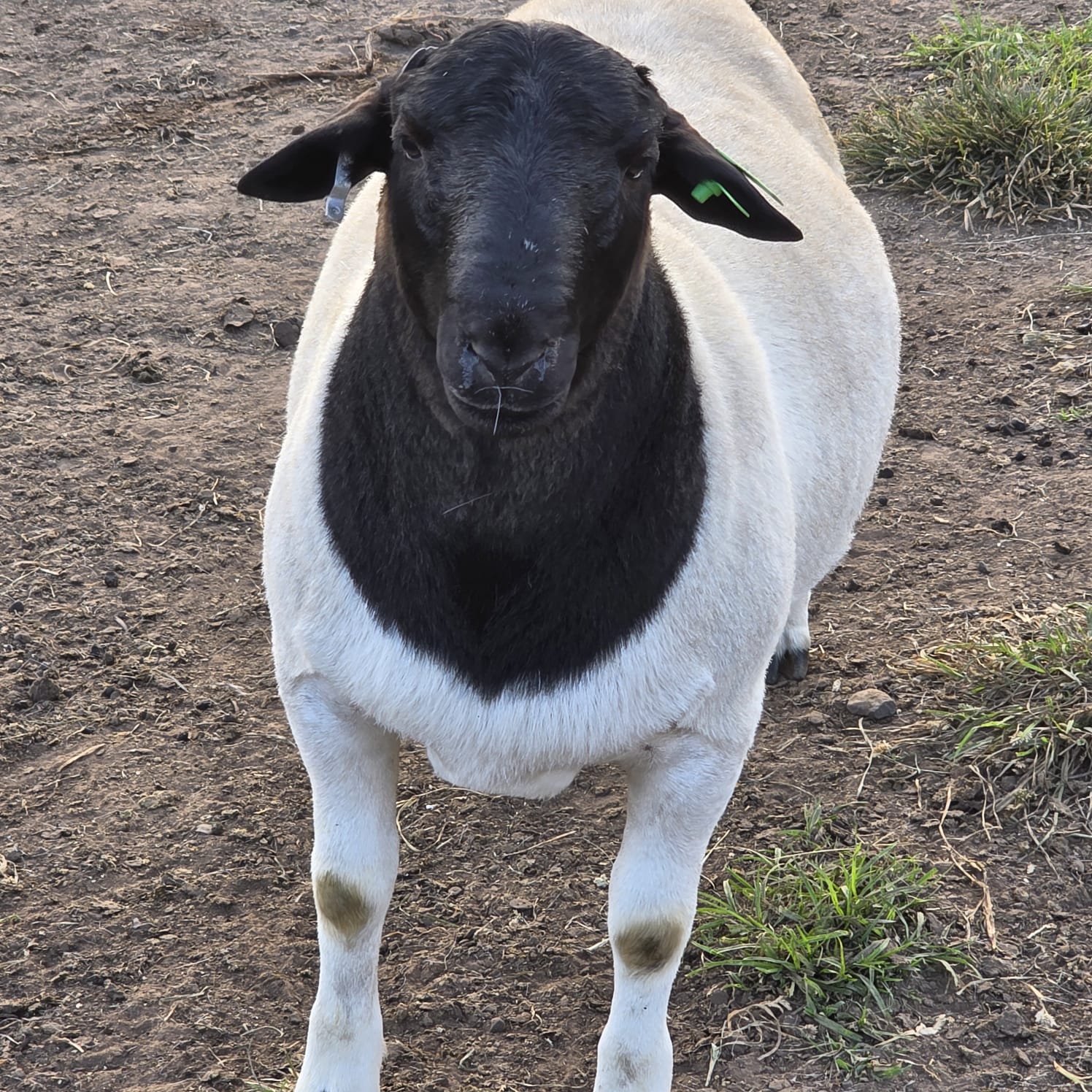 WhatsApp Image 2026-04-08 at 17.32.47 (1)