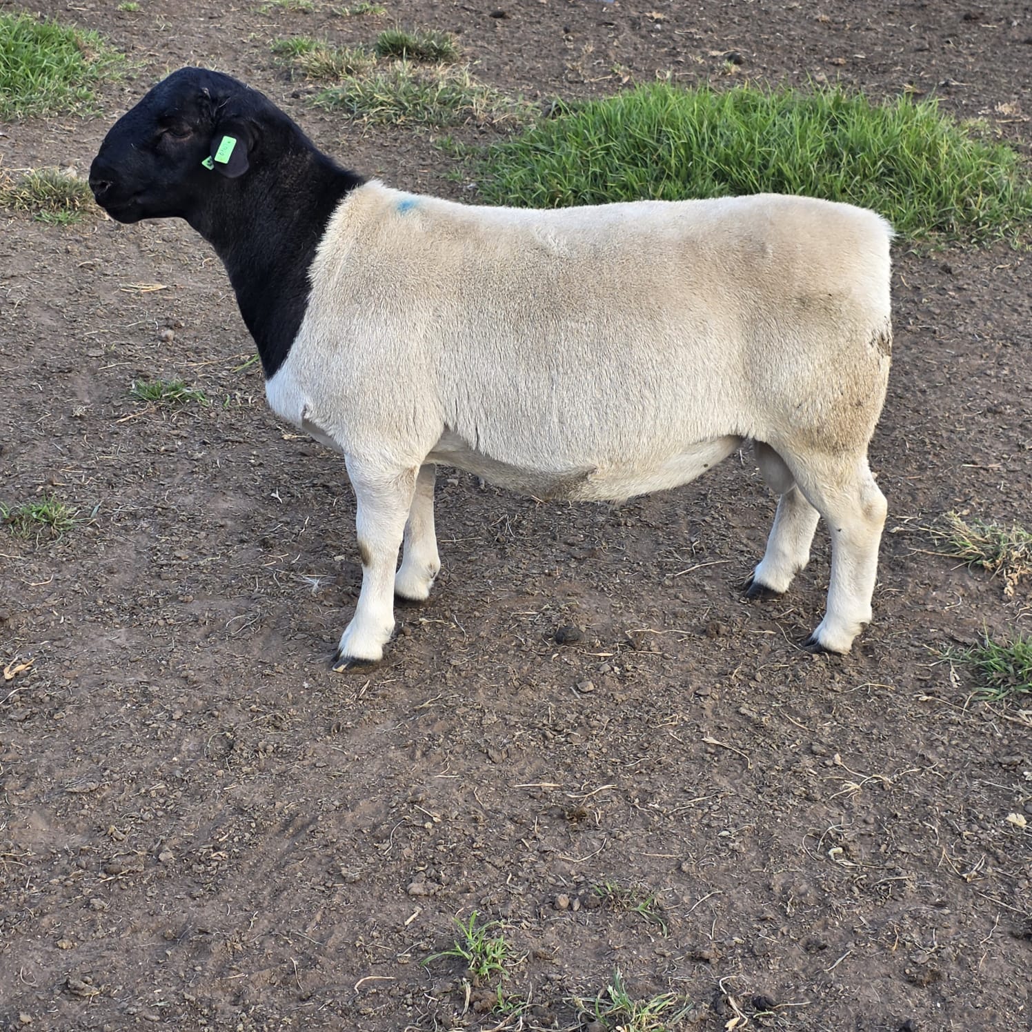 WhatsApp Image 2026-04-08 at 17.32.47