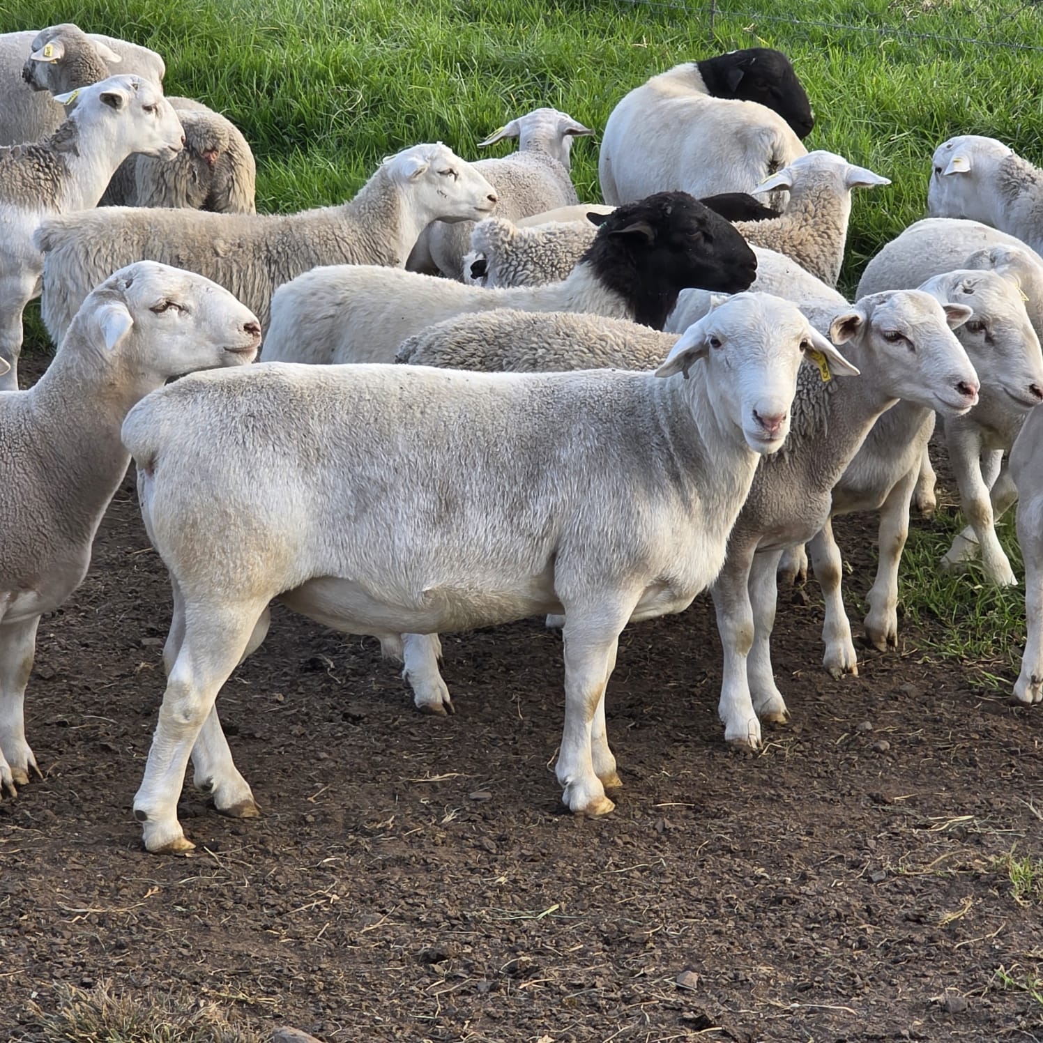 WhatsApp Image 2026-04-08 at 17.32.48 (1)