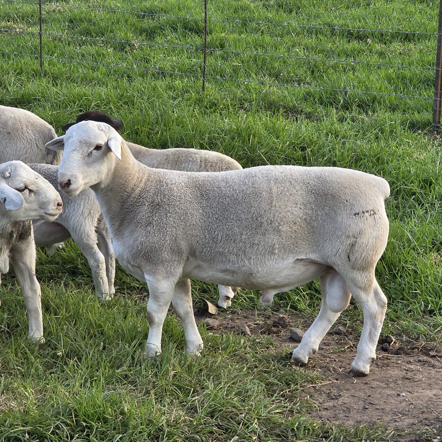 WhatsApp Image 2026-04-08 at 17.32.48