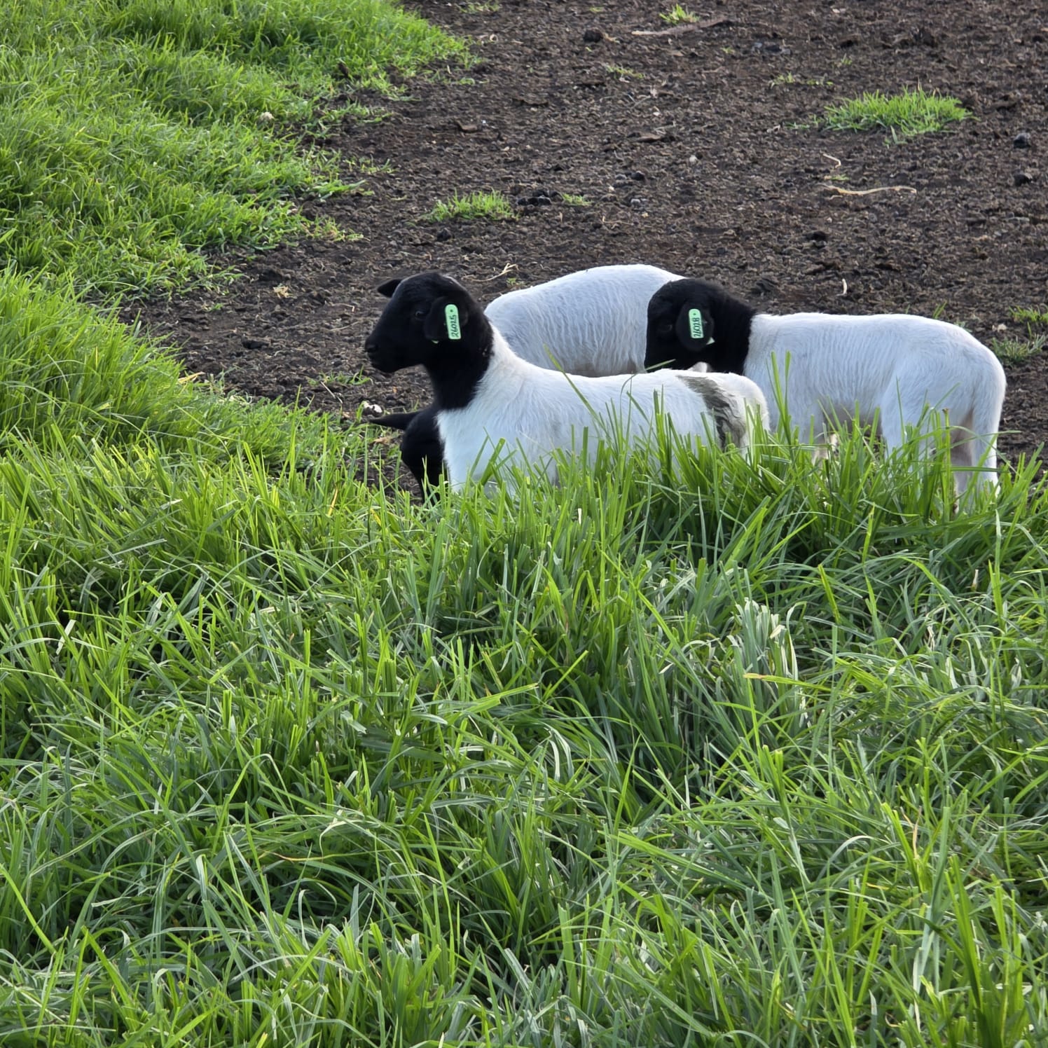 WhatsApp Image 2026-04-08 at 17.32.49 (1)