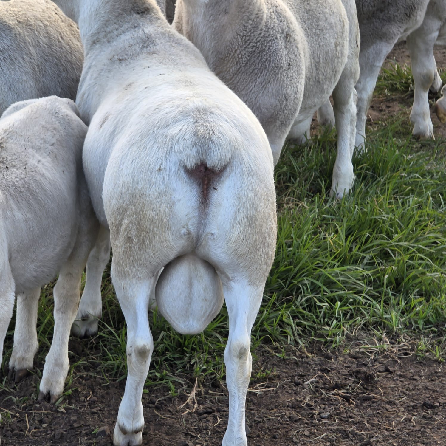 WhatsApp Image 2026-04-08 at 17.32.49