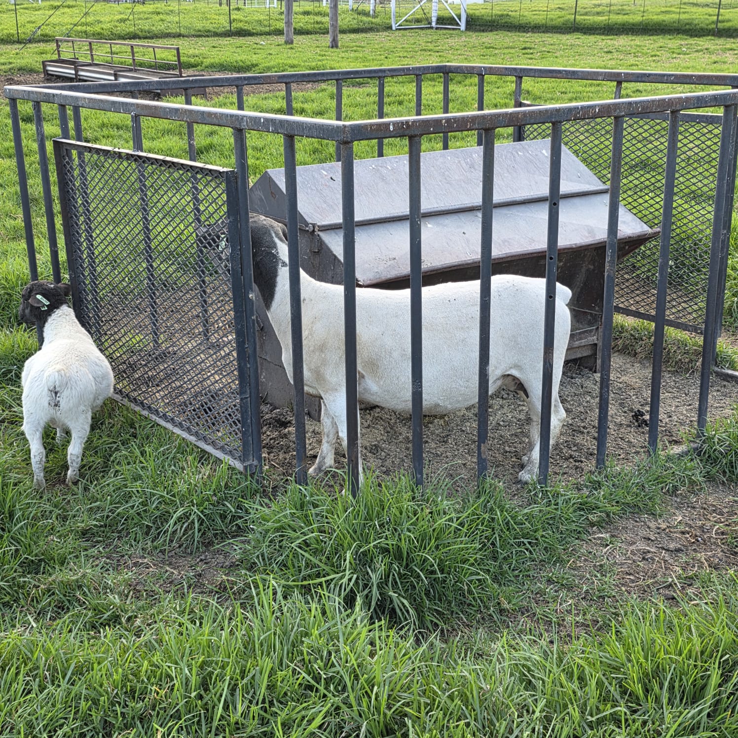 WhatsApp Image 2026-04-08 at 17.32.50 (1)