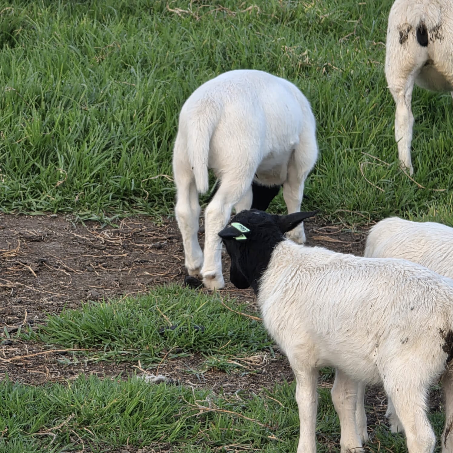 WhatsApp Image 2026-04-08 at 17.32.50