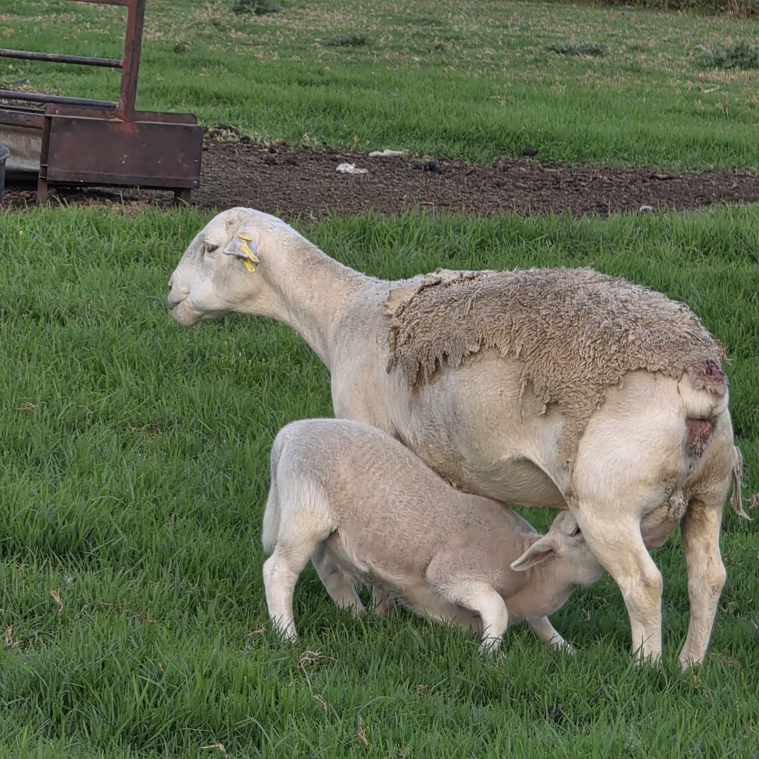 WhatsApp Image 2026-04-08 at 17.32.51