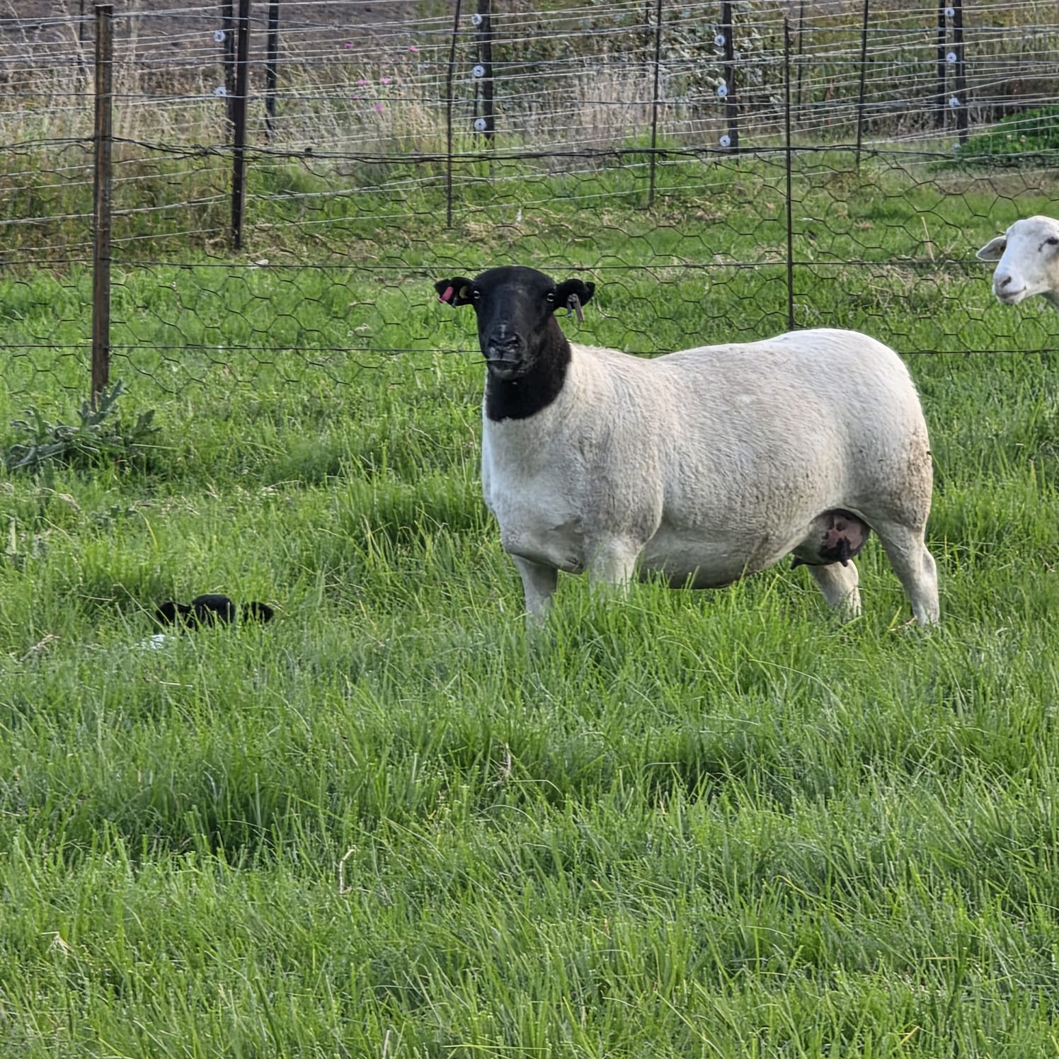 WhatsApp Image 2026-04-08 at 17.33.26